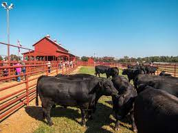 Farm Insurance - Livingston, TX